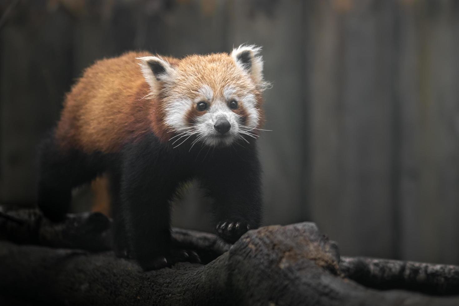 portret van rode panda foto