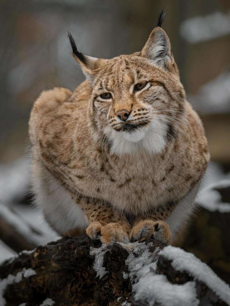 portret van Euraziatische lynx foto