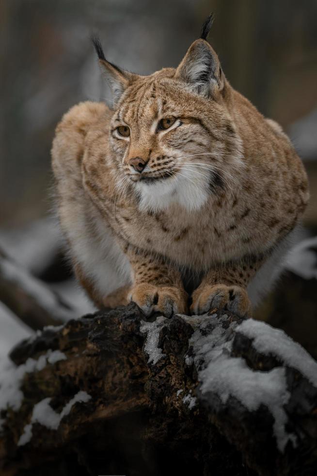 portret van Euraziatische lynx foto