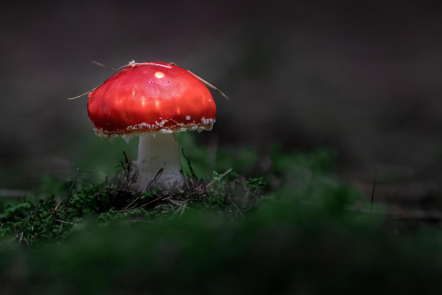 vliegenzwam in het bos foto