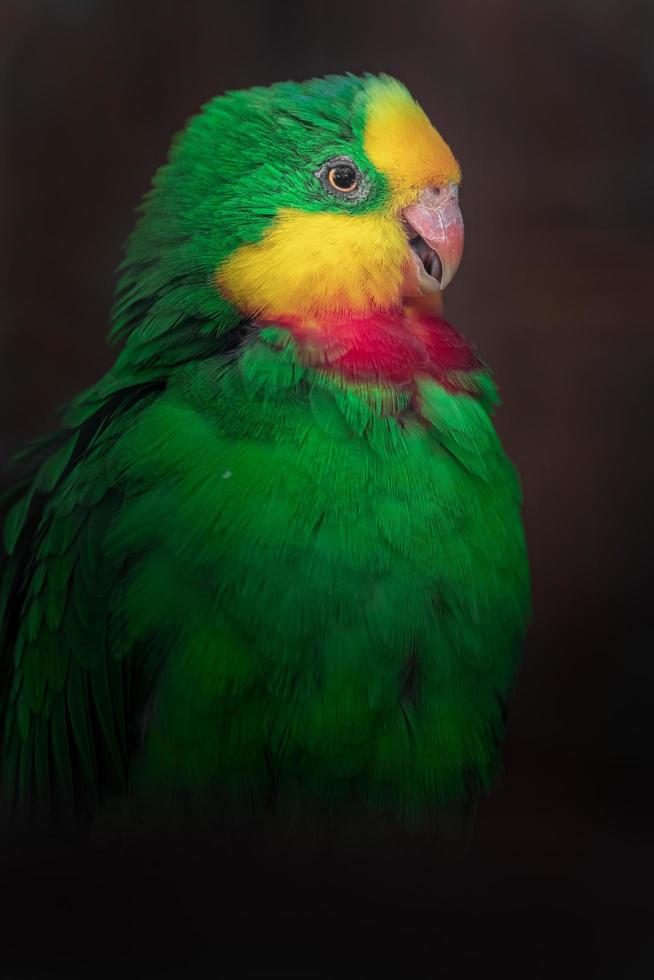portret van prachtige papegaai foto