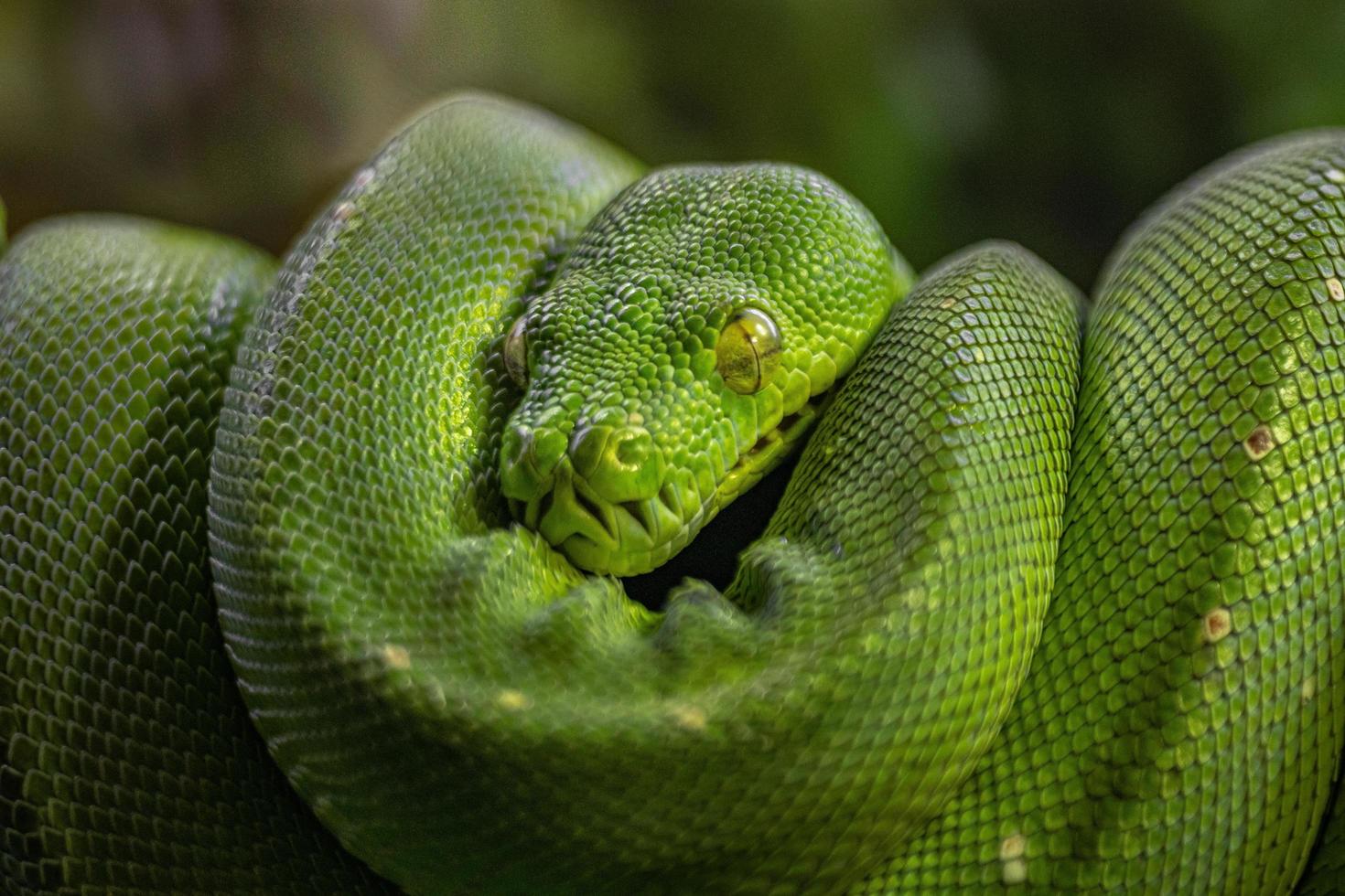 groene boompython foto