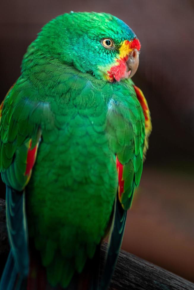 portret van snelle papegaai foto