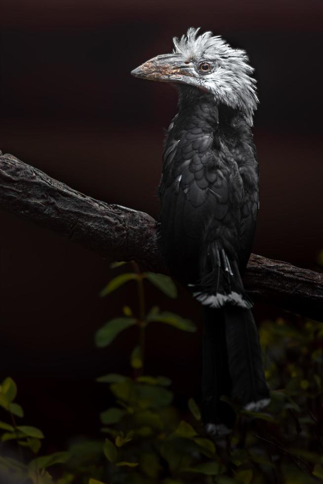 witte kuif neushoornvogel foto