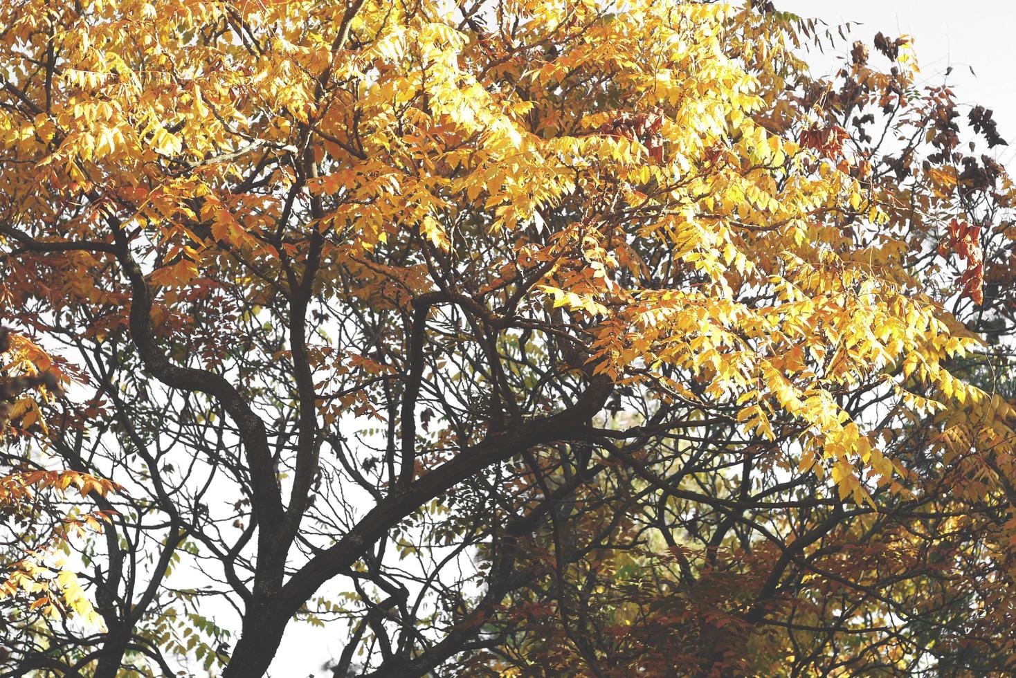 prachtige herfst bos met gele bladeren foto