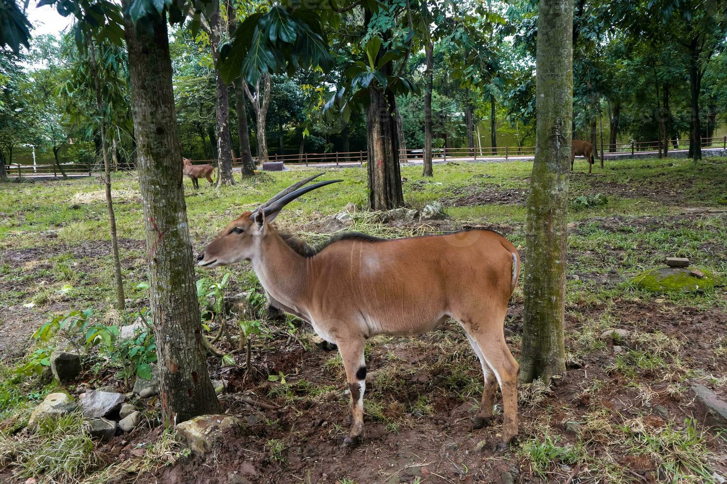 spiraalgehoornd antilope foerageren in dierentuin foto