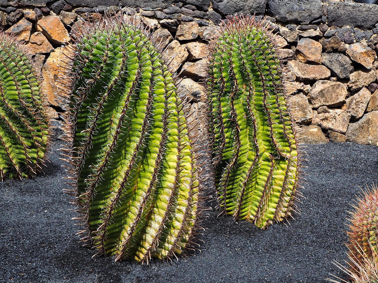 indrukwekkende cactussen in een tuin op lanzarote foto