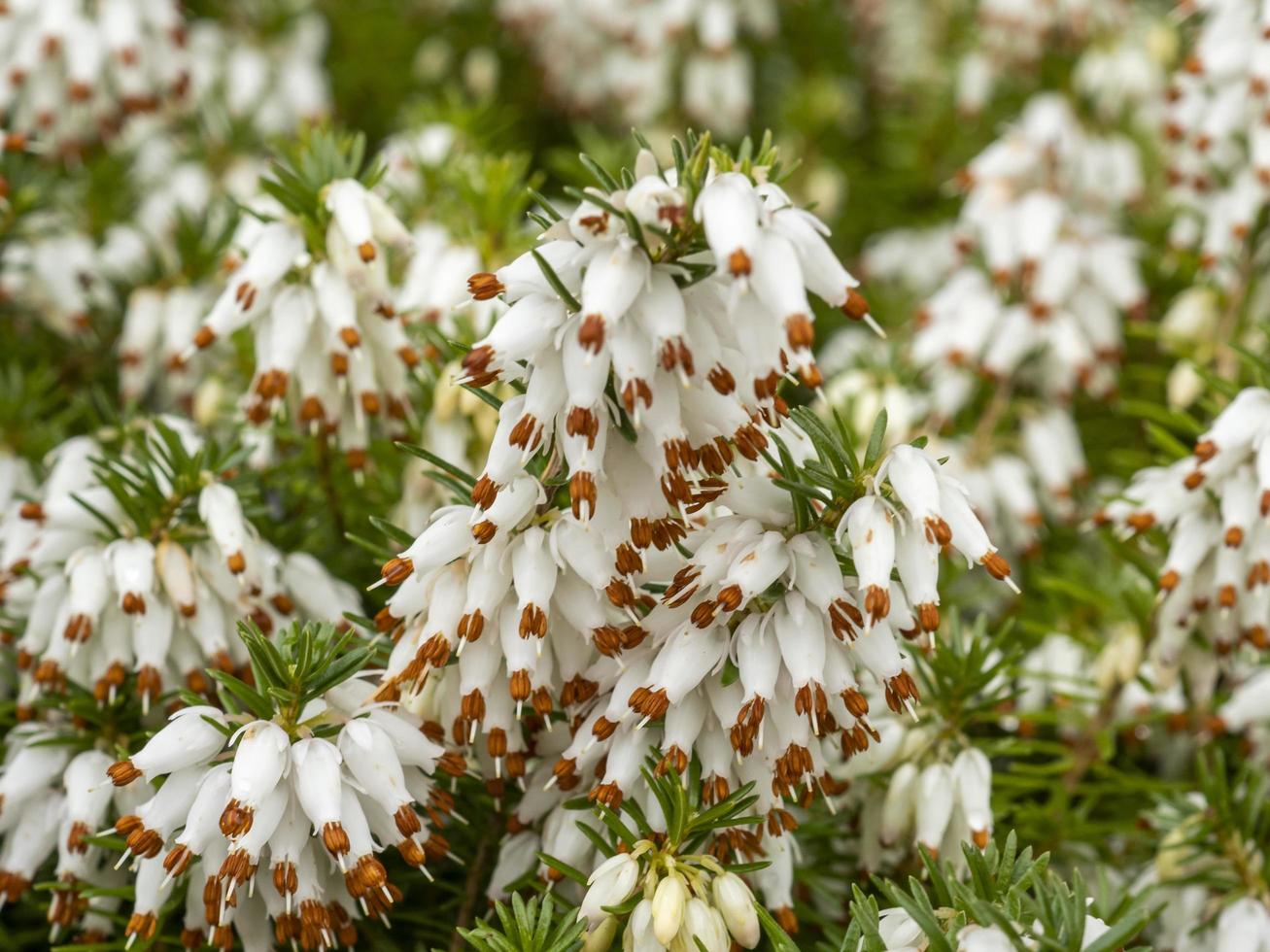 close-up van de bloemen van witte heide erica x veitchii exeter foto