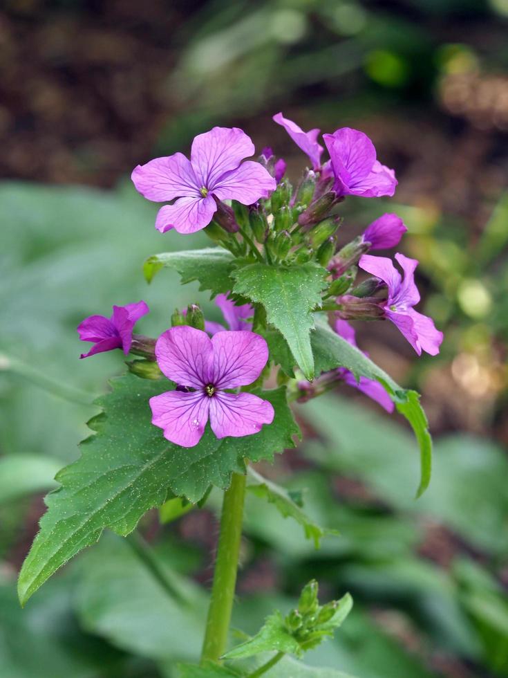 mooie bloemen van jaarlijkse eerlijkheid lunaria annua foto