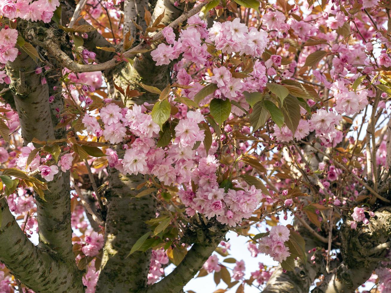 kersenboom met roze bloesem in het voorjaar foto
