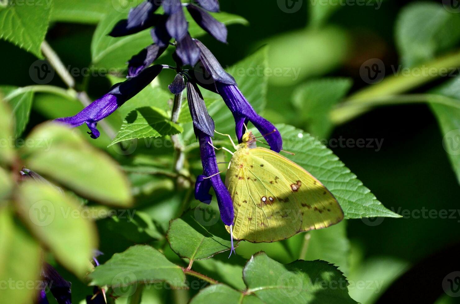 wolkenloos zwavel vlinder, phoebis sennae, Aan 'amistad' salvia foto