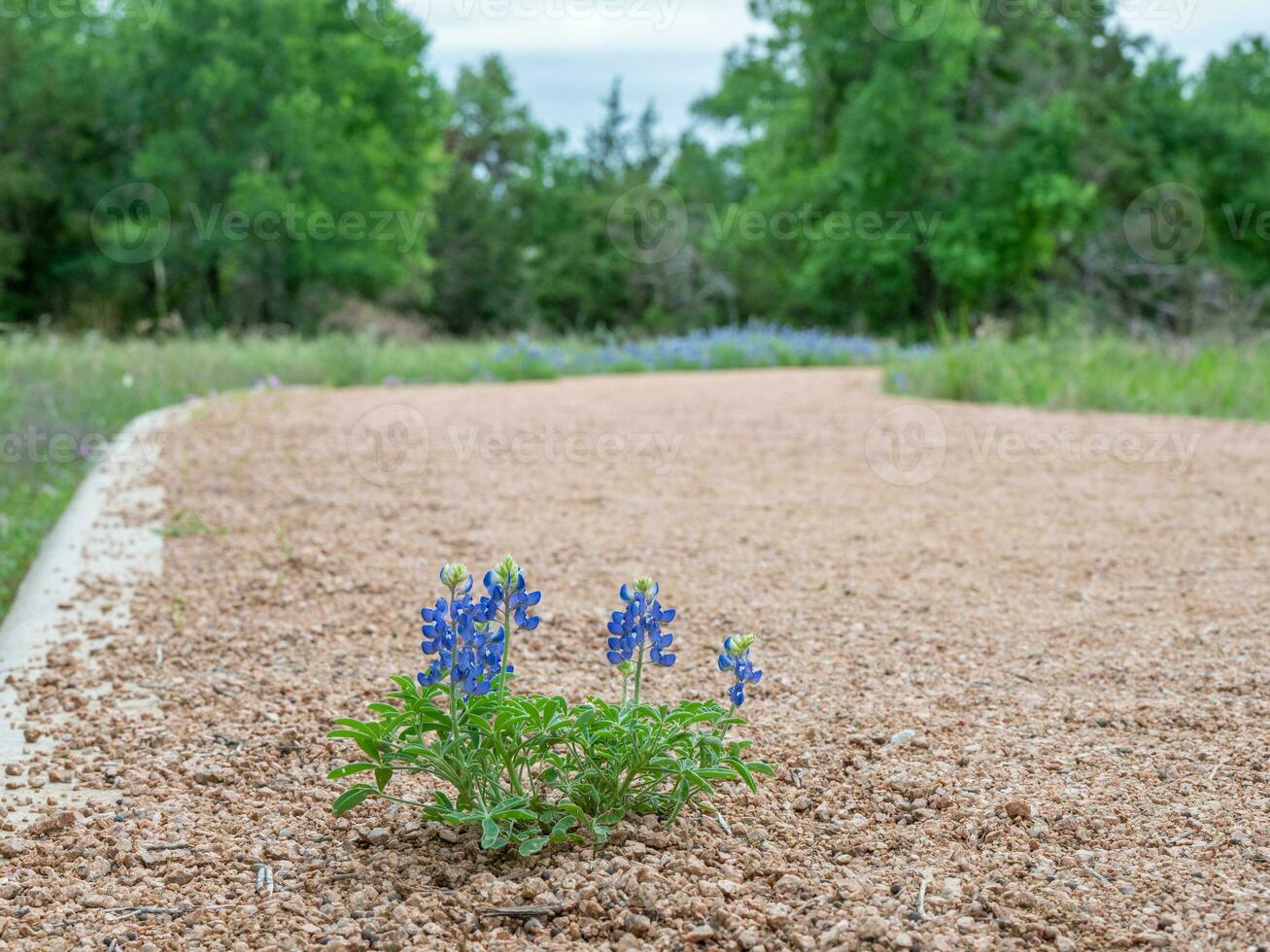 bluebonnet bloeiend in grind gedurende een Texas de lente. foto