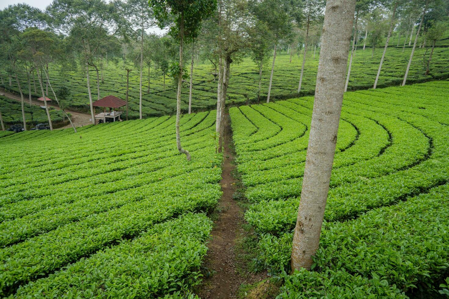 landschap van groen thee tuin Aan de top berg met bewolkt lucht. foto