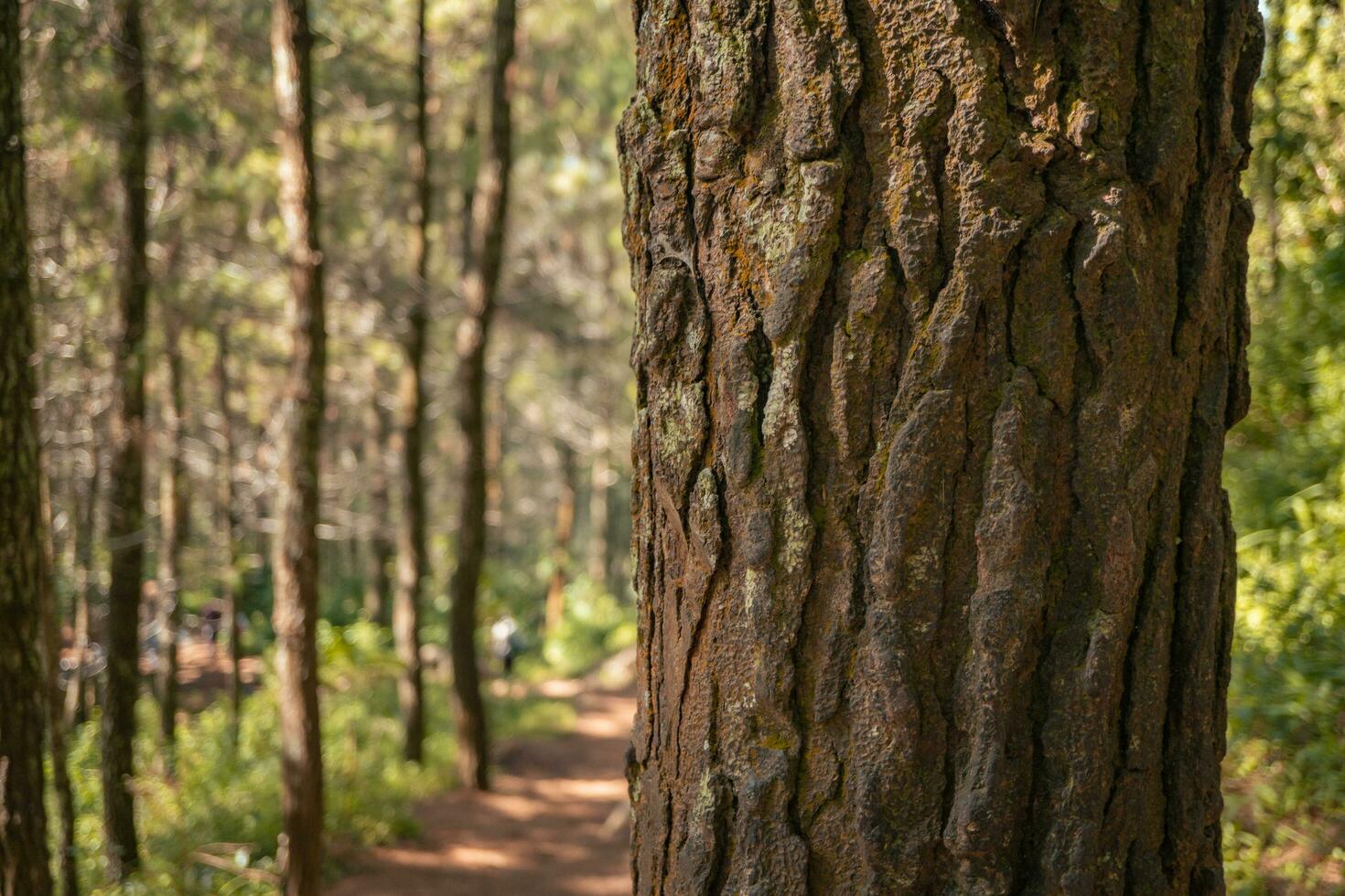 oppervlakte en structuur van boom romp Aan pijnboom Woud wanneer voorjaar tijd. de foto is geschikt naar gebruik voor botanisch achtergrond, natuur posters en natuur inhoud media.