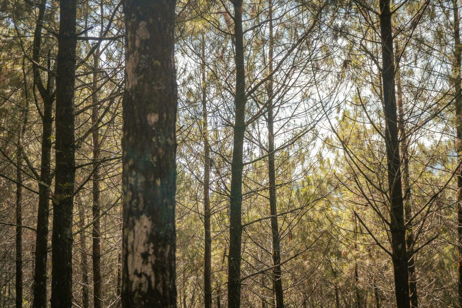 pijnboom Woud wanneer lente dat Aan de bijhouden voor wandelen berg. de foto is geschikt naar gebruik voor avontuur inhoud media, natuur poster en Woud achtergrond.