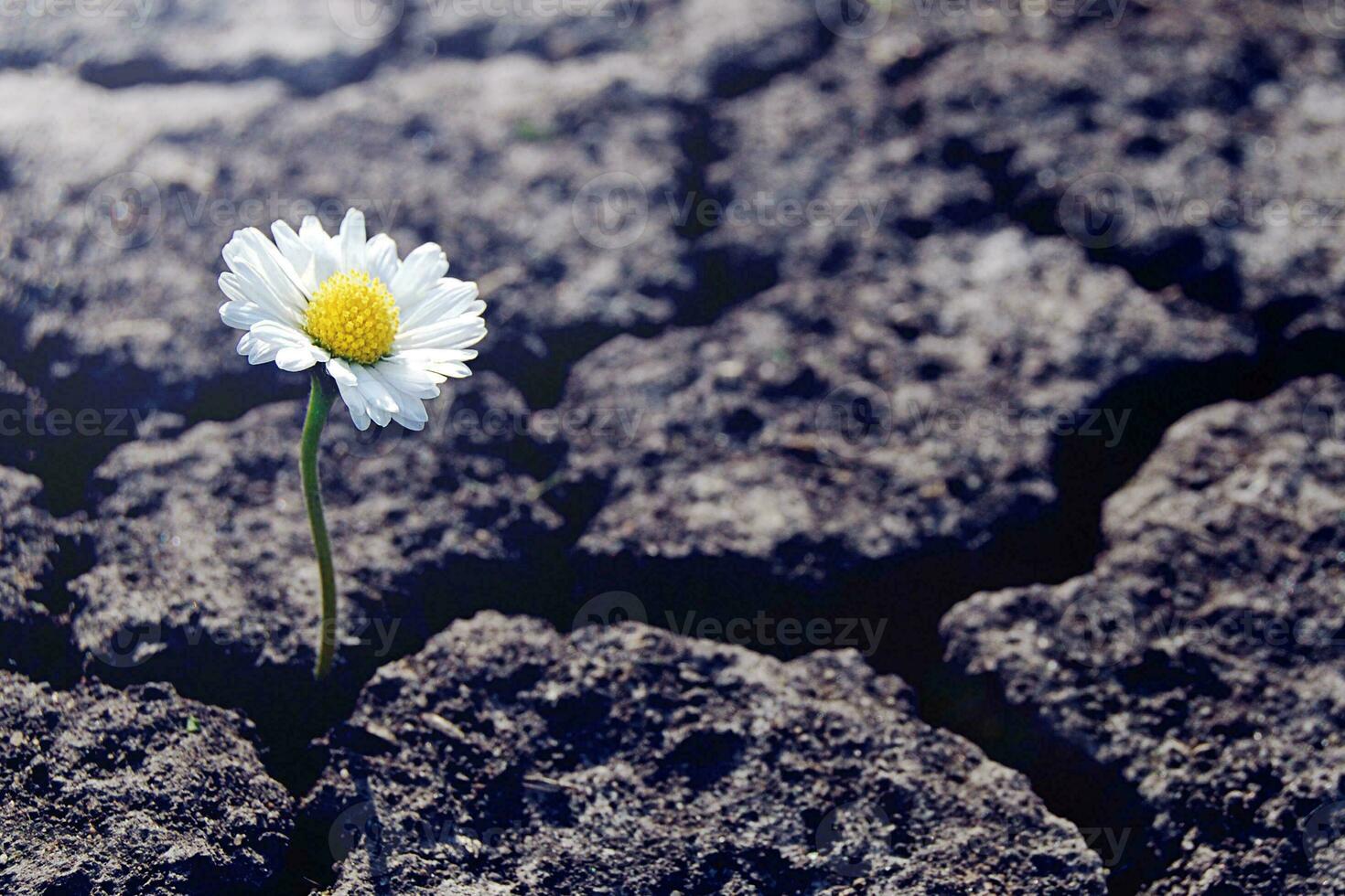 wit madeliefje bloem spruiten door droog gebarsten bodem foto