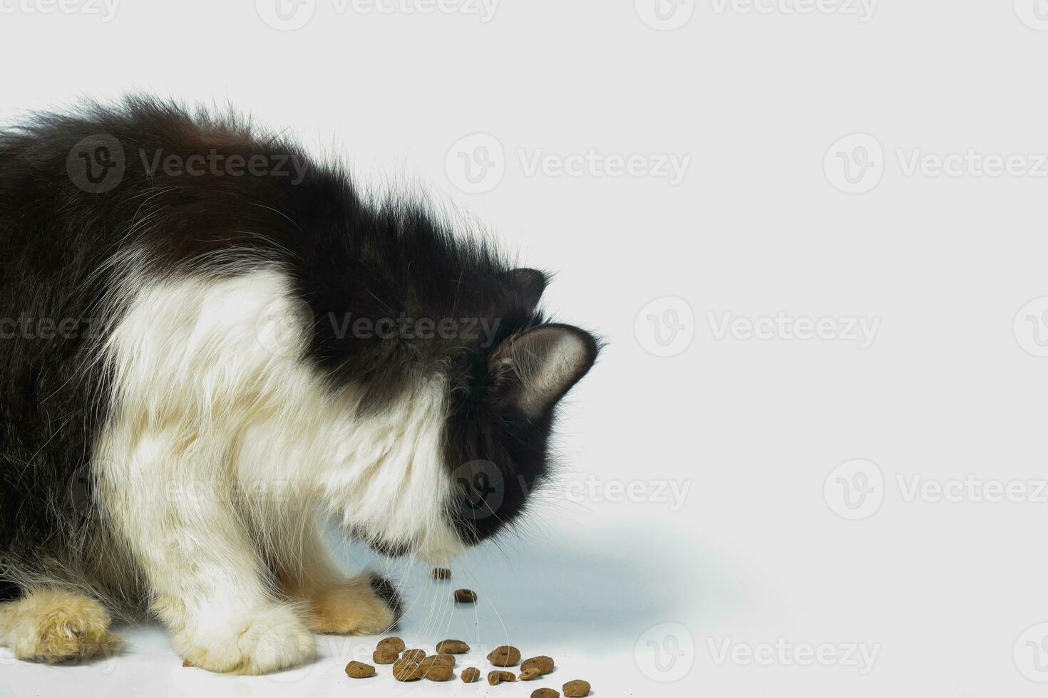 hongerig zwart en wit kat op zoek voor huisdier voedsel over- de wit achtergrond foto