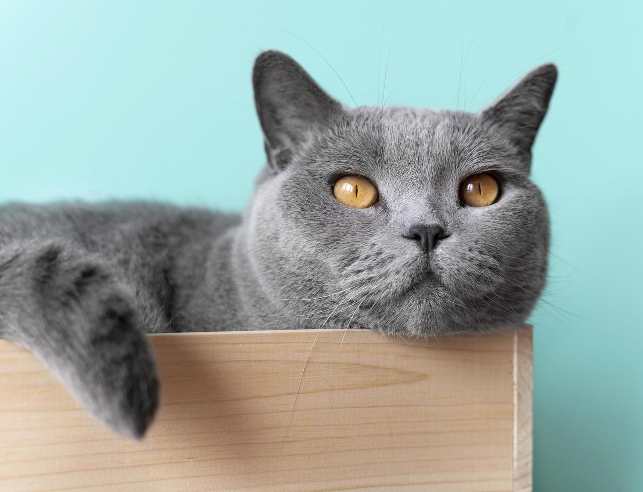 schattige grijze kat liggend in een krat foto