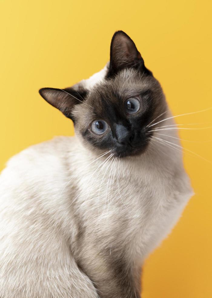 schattige siamese kat op gele achtergrond foto