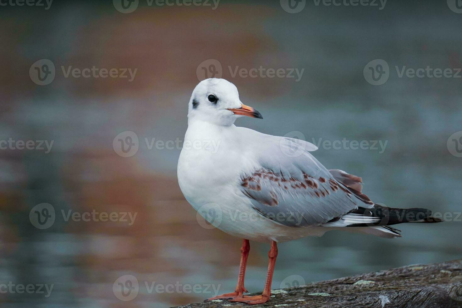 zeemeeuw neerstrijken Aan traliewerk in de haven foto