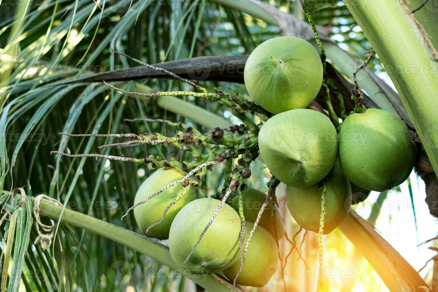 verse kokosnoot cluster op de kokospalm foto