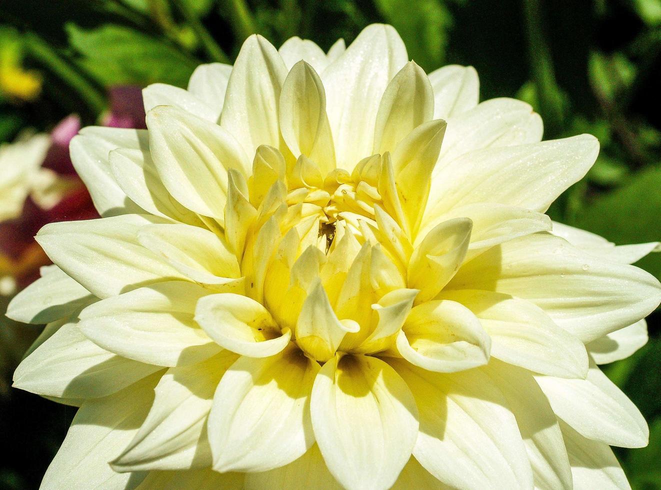 bloem close-up in de tuin foto