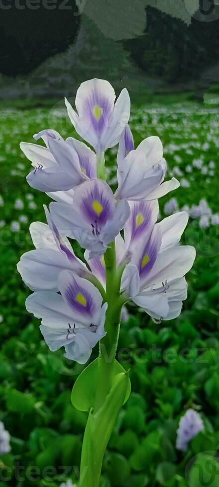 paars bloem, hyacint bloem dichtbij omhoog fotografie, regenachtig seizoen, , Japan, Japans bloem, mooi natuur landschap, blad patroon, rivier bloemen, bloesem foto's, natuur, bloesem, bloeien, lente, foto