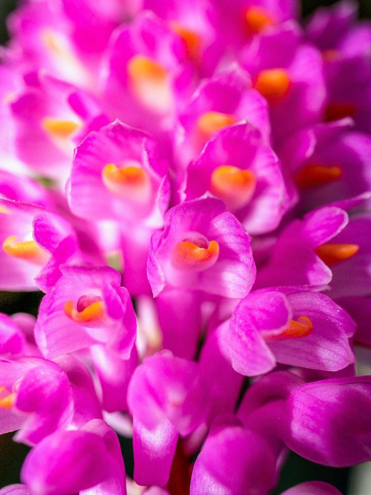 orchidee in de natuur foto