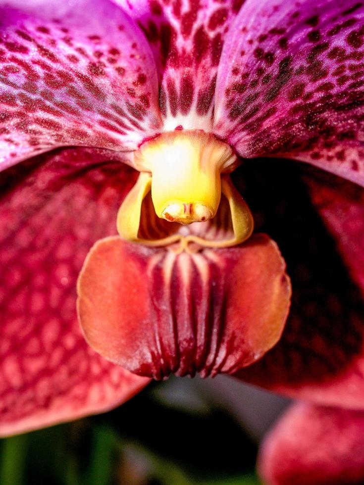 orchidee in de natuur foto