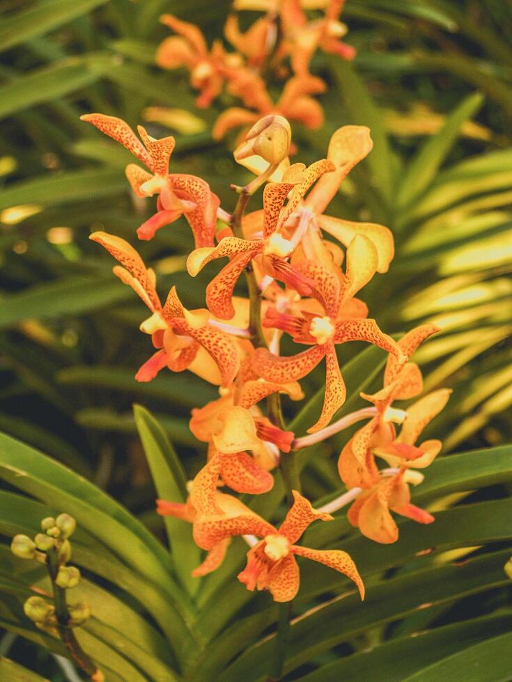 orchidee in de natuur foto