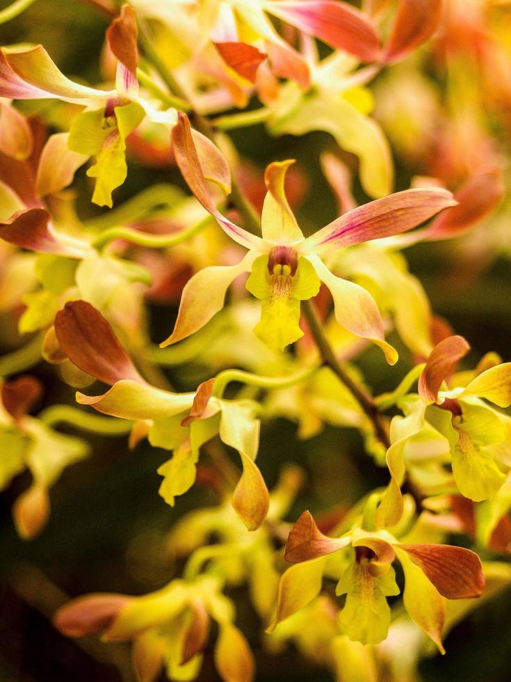 orchidee in de natuur foto