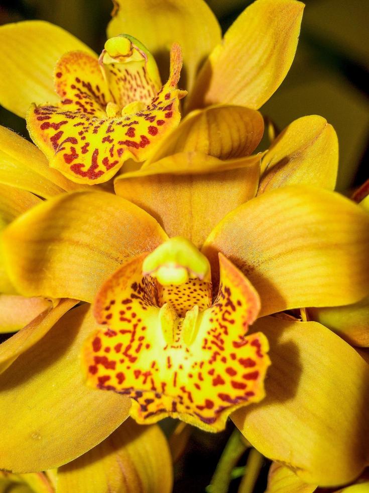 orchidee in de natuur foto