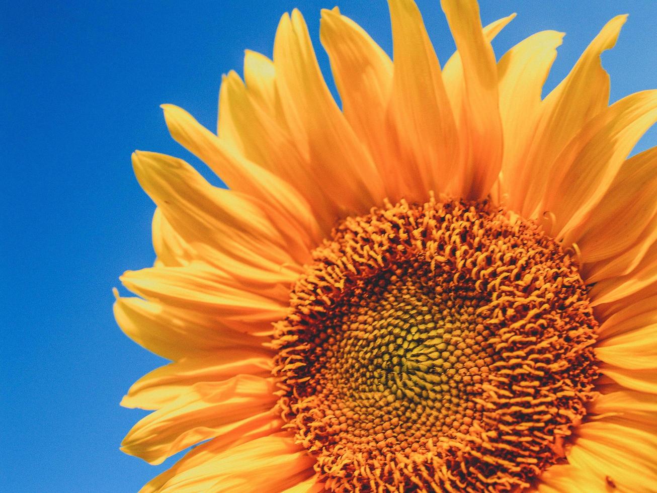 zonnebloem close-up in de natuur foto