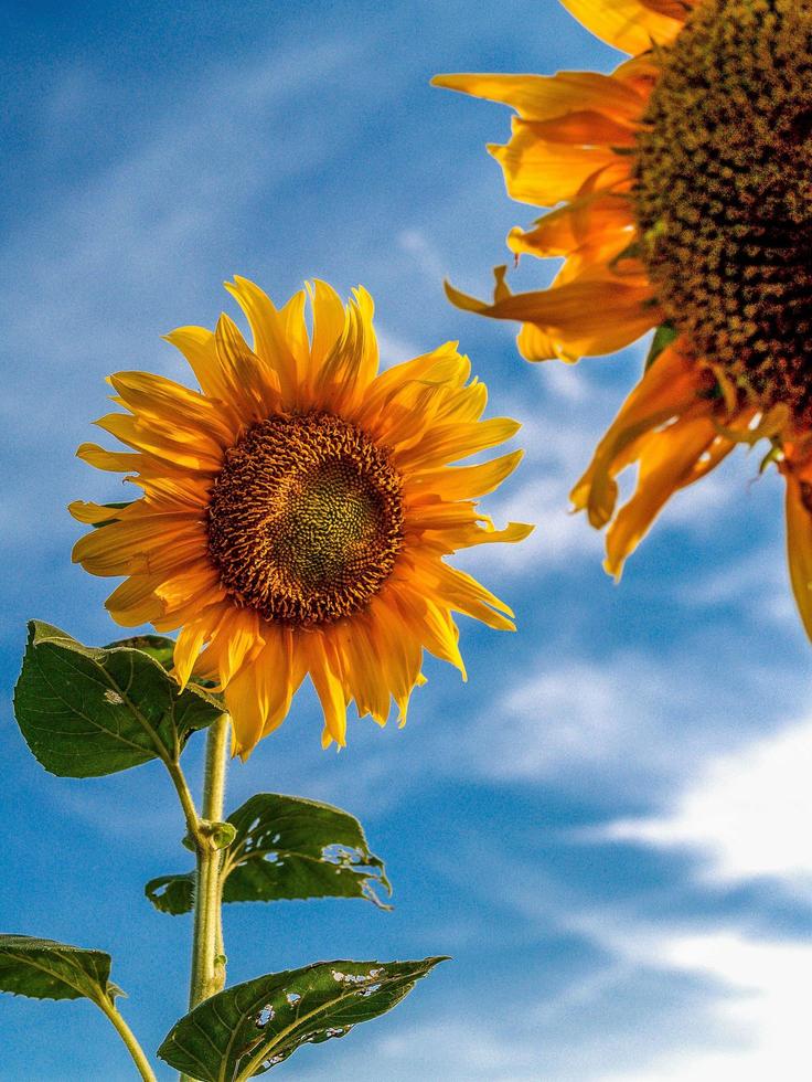 zonnebloem close-up in de natuur foto