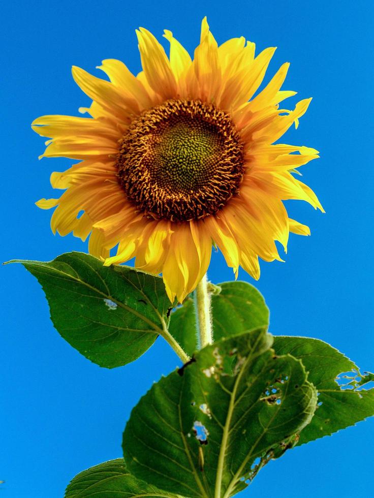 zonnebloem close-up in de natuur foto