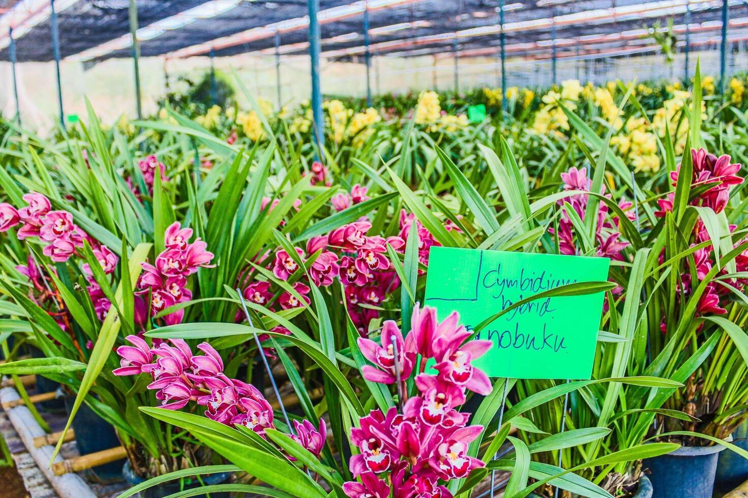 botanische tuin in doi pha mon, chiang rai, thailand foto