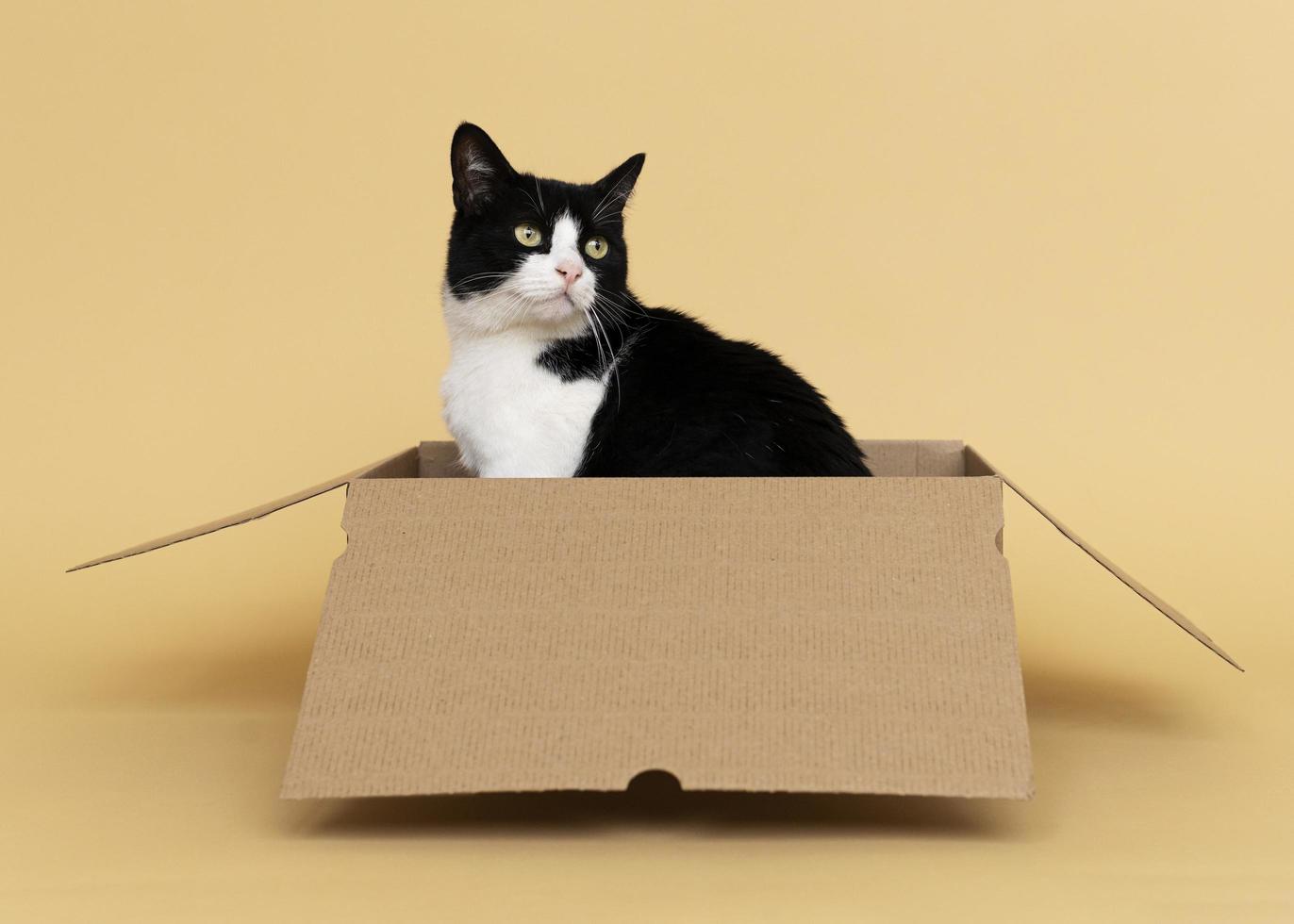 schattige kat in een kartonnen doos foto