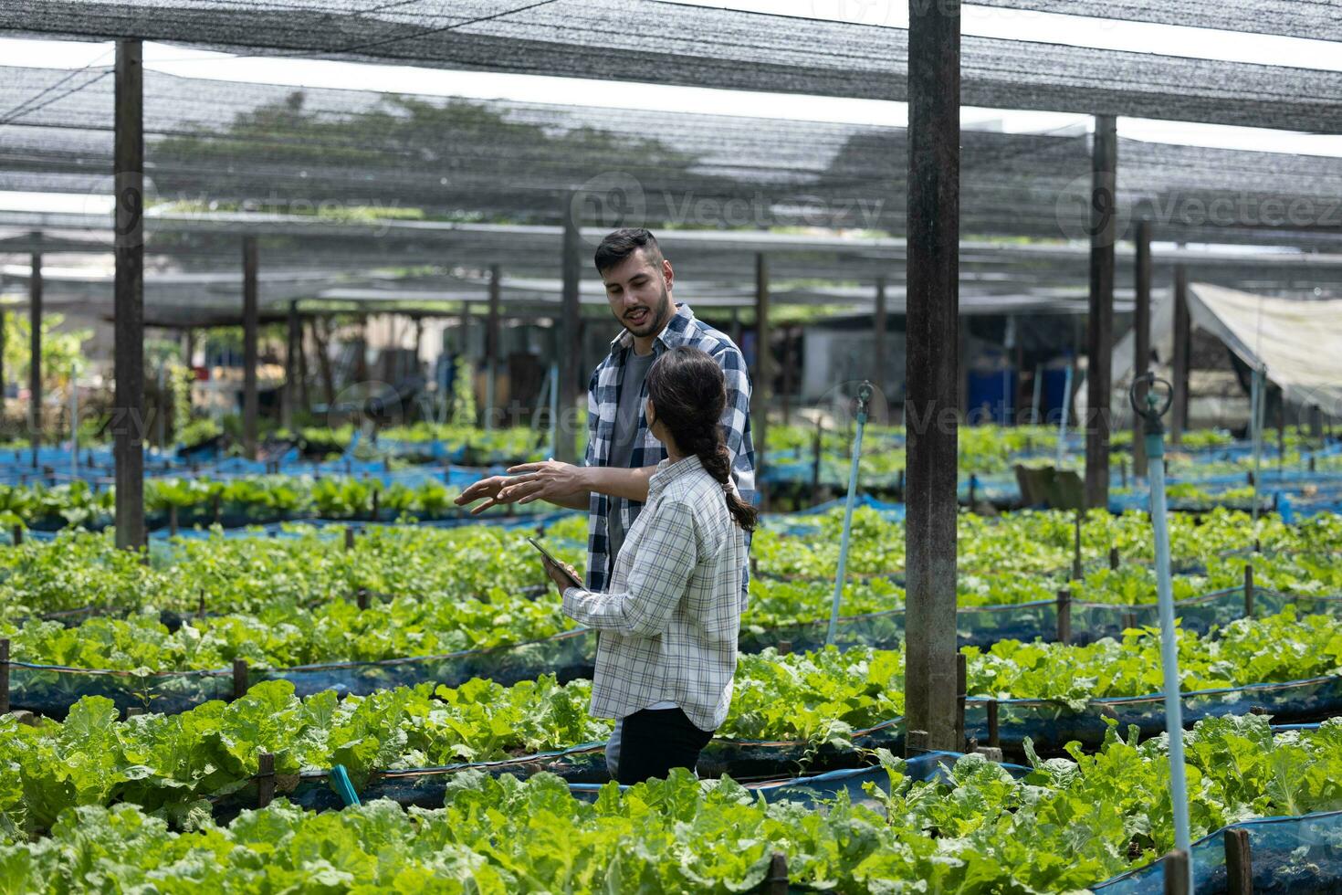 twee groente boerderij arbeiders creëren oogsten gereedschap en herbiciden naar voorkomen Bijsnijden schade. door plaatsen verschillend planten en bodem bronnen, het is mogelijk naar maximaliseren en ondersteunen hun gebruik. foto