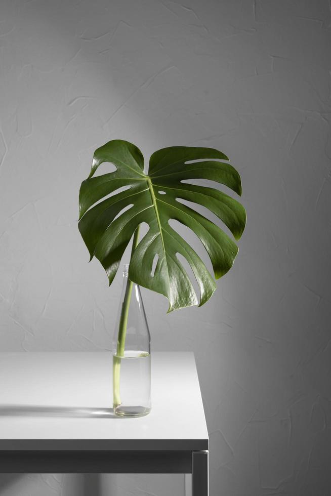 monstera plant in vermeerdering foto