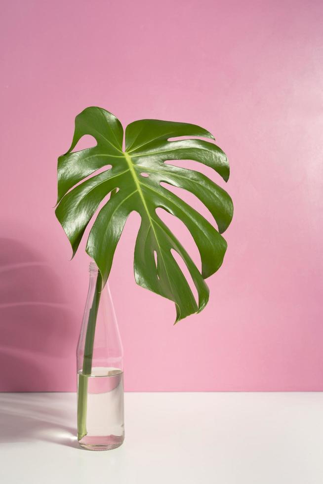 monstera plant in vermeerdering foto