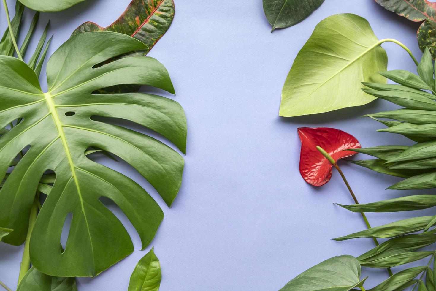 monstera en tropische plantensamenstelling foto