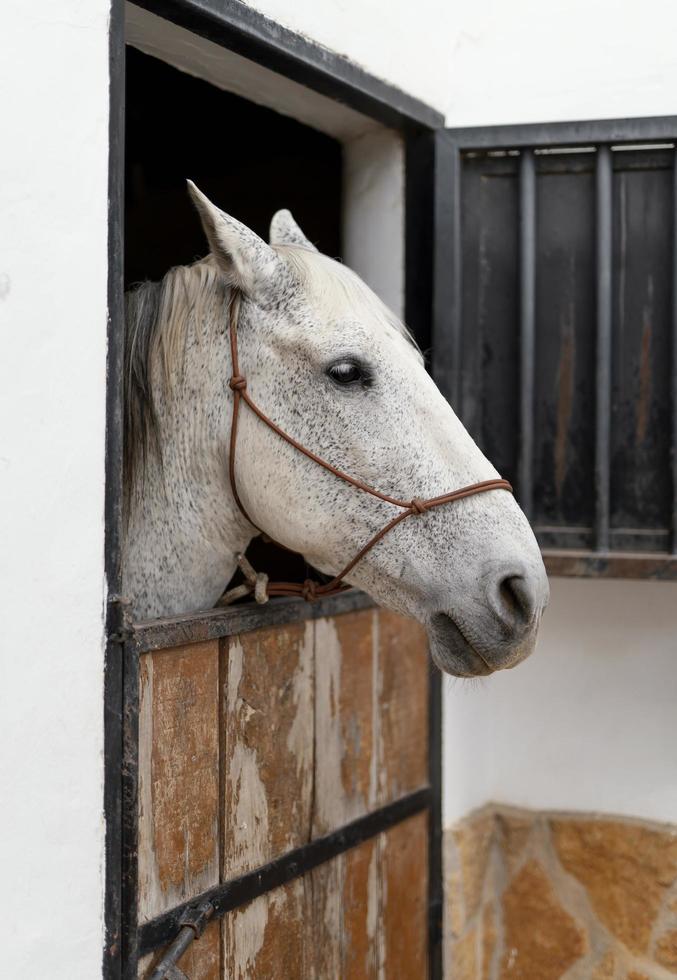 zijaanzicht van paard in een boerderijstal foto