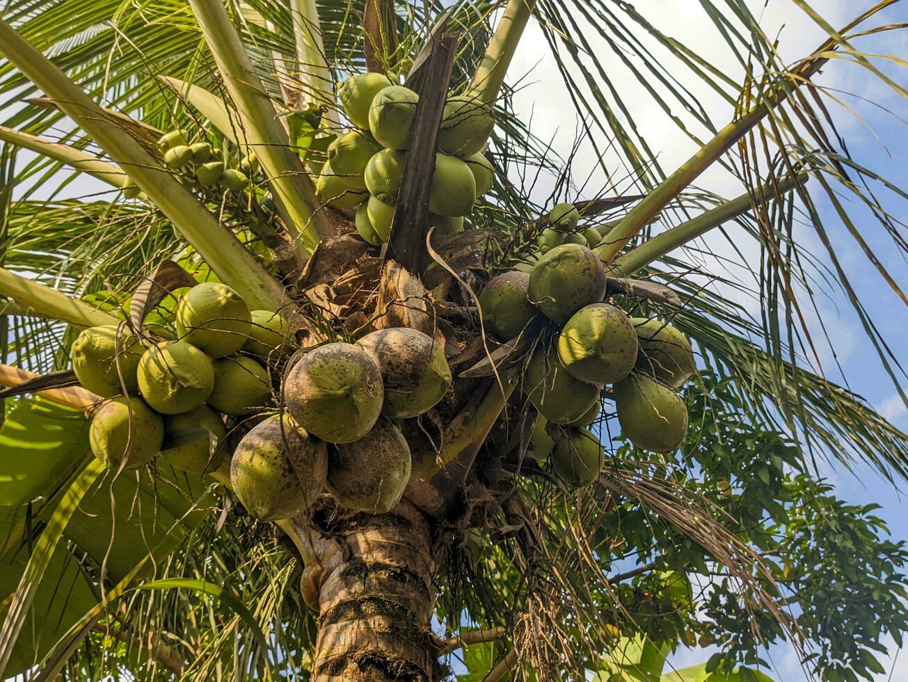 een kokosnoot of cocos nucifera fruit nog steeds hangende Aan de boom. voor fruit achtergrond of behang foto