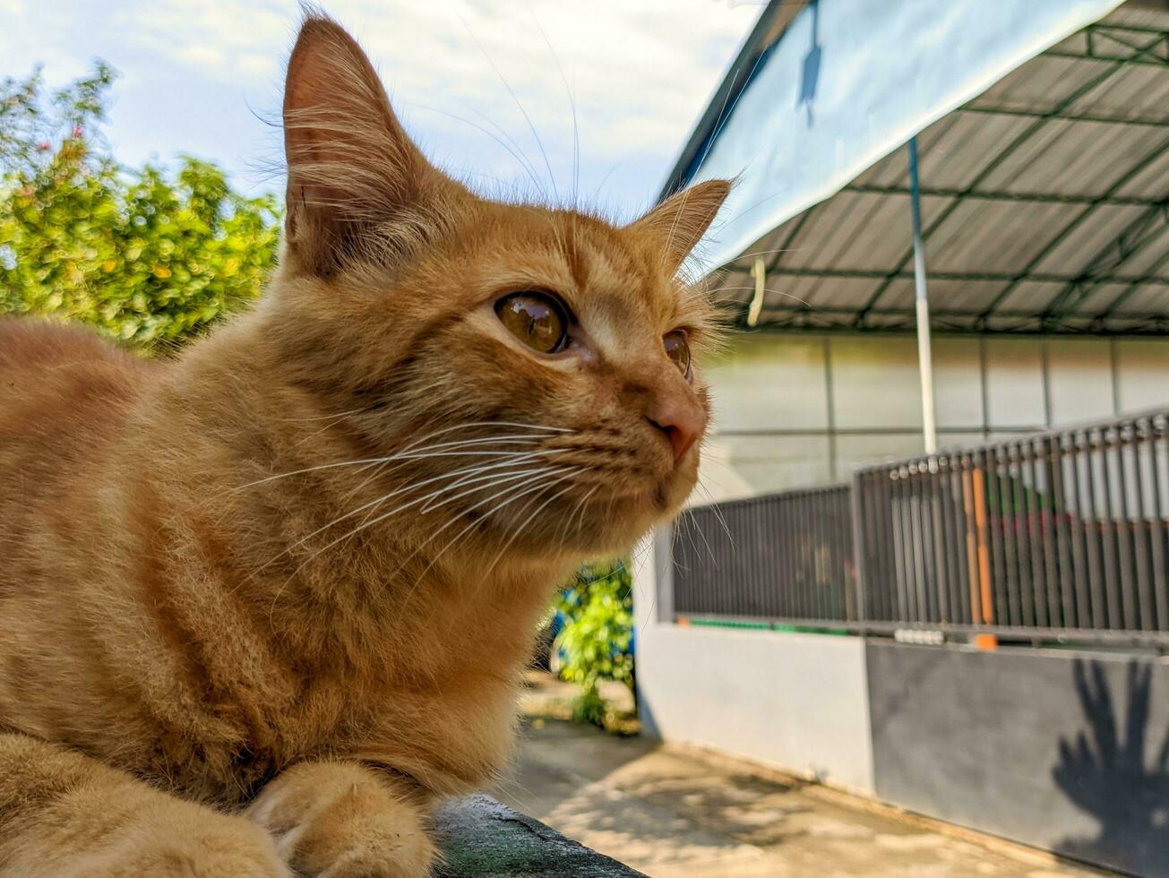 een dichtbij omhoog van felis catus of oranje kat foto