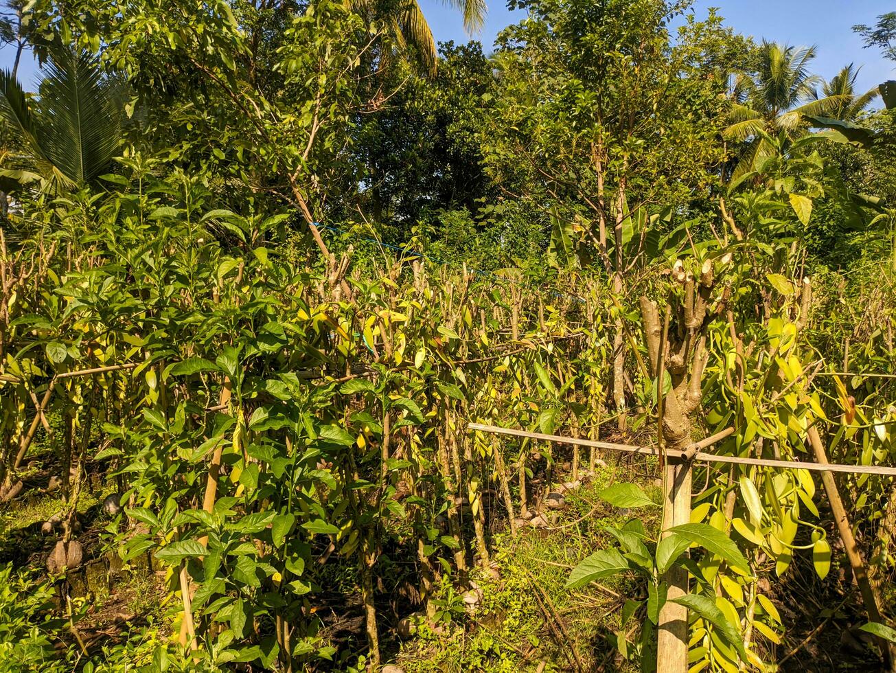 een vanille plantage in blitar, Indonesië foto