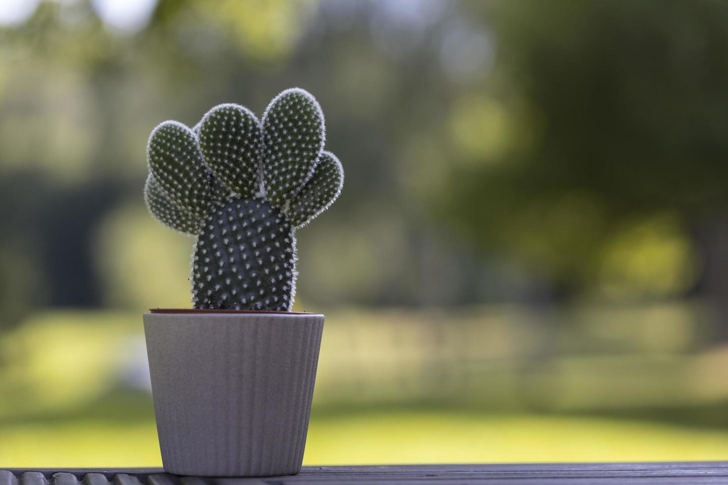 cactus in de witte pot op onscherpe gele achtergronden foto