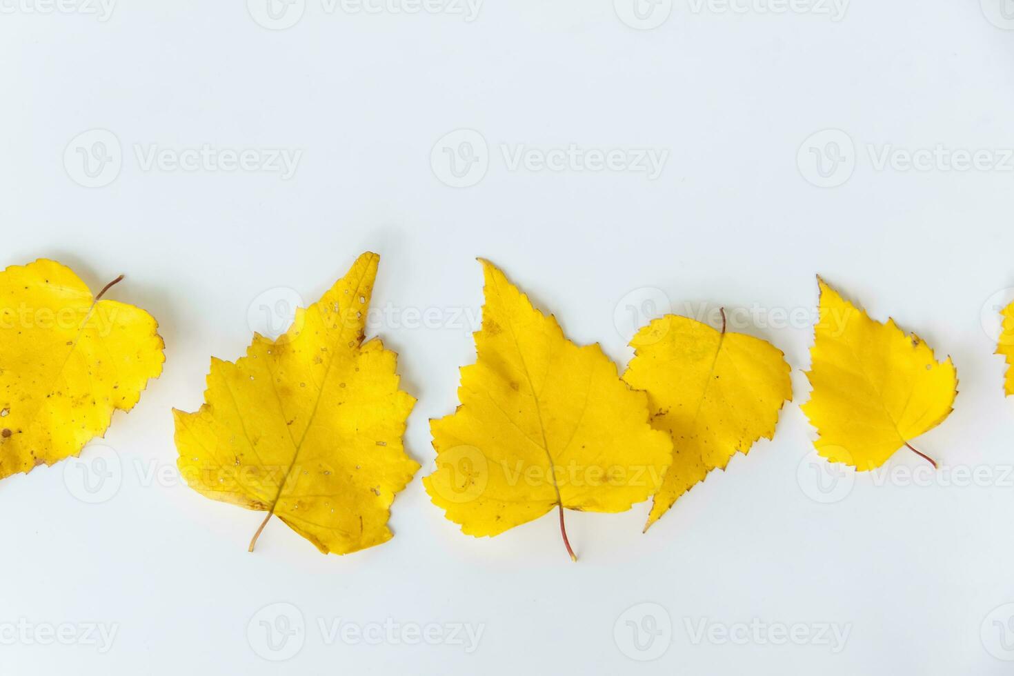 berk bladeren Aan een wit achtergrond. herfst bladeren. isoleren. herfst samenstelling met ruimte voor foto