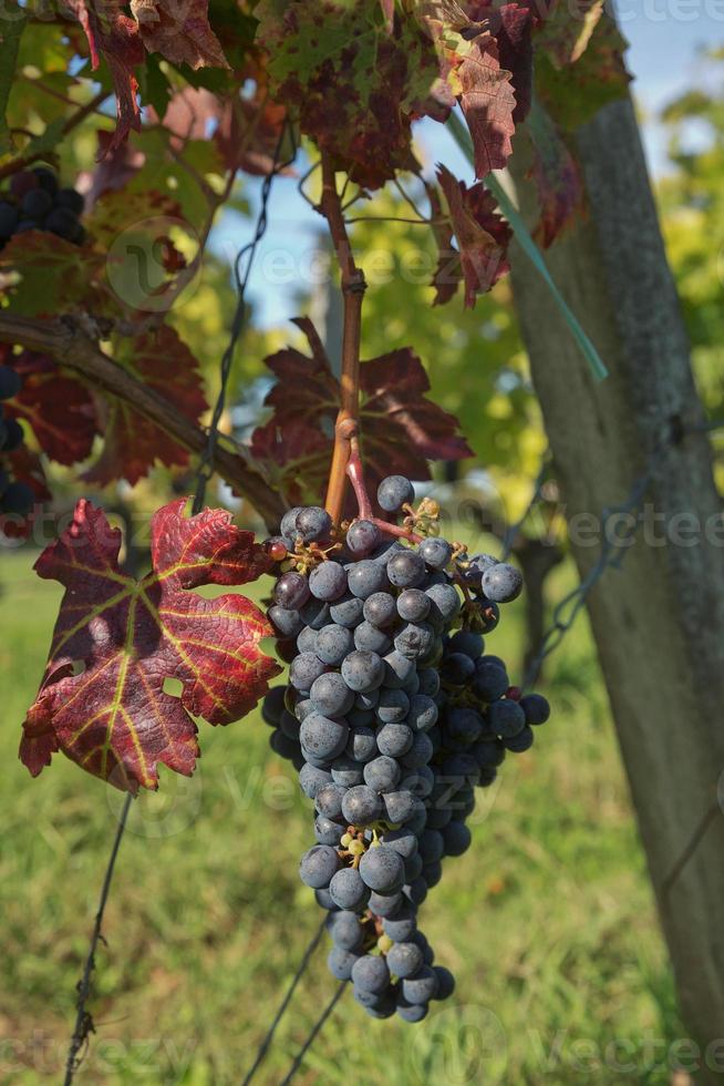 druiven in de wijngaard in het zuiden van frankrijk in de provence foto