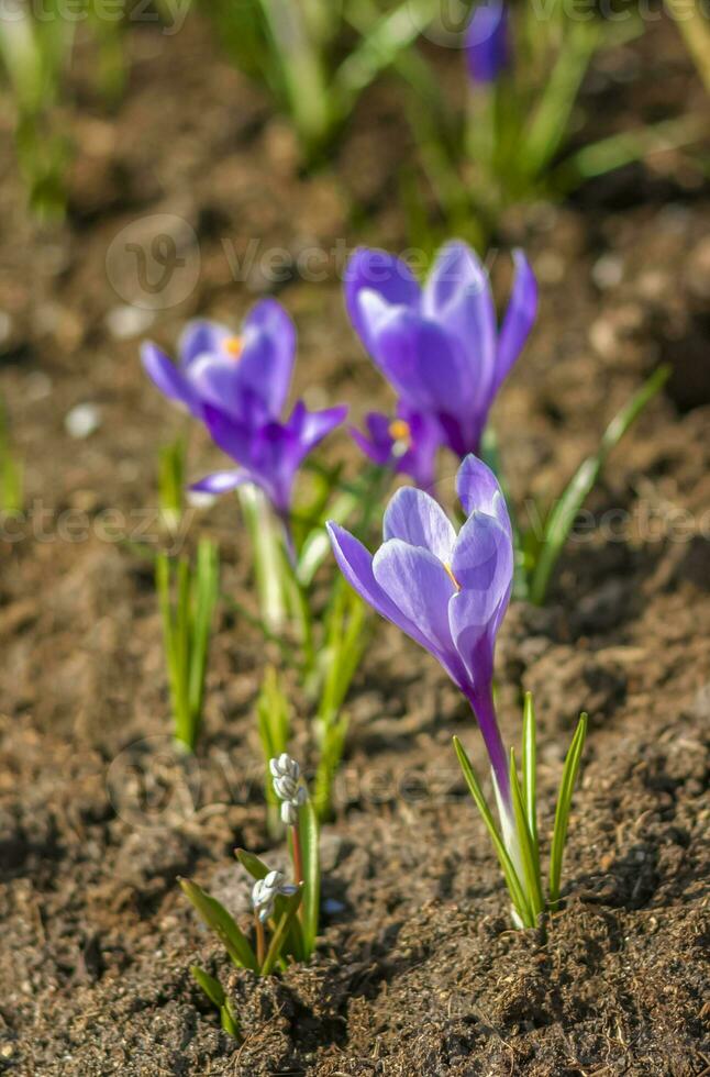 primula's en krokussen in voorjaar in een opruimen in de Woud. voorjaar is herboren in de Woud. foto