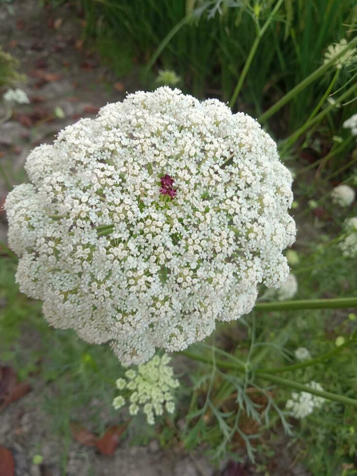 wild wortel, behang, mooi bloem, schoonheid natuur foto